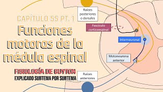 CAP 55 15 Funciones motoras de la médula espinal l Fisiología de Guyton [upl. by Naenej]