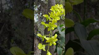 Green orchid plants rareplants [upl. by Ertemed]