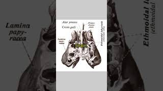 Anatomy Series  Ethmoid Bone Explained 👃🦴🧠 nasalcavityboneexplaineddrainagestructurefyp [upl. by Anairotciv]