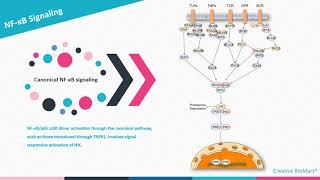 NFκB Signal Pathway [upl. by Anawit]