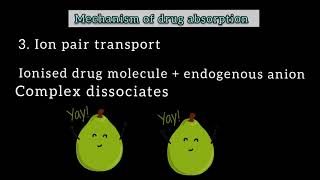 Mechanisms of drug absorption Transcellular paracellular and vesicular transport [upl. by Bivins226]