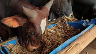 Cattle feedlot by hamiisi semanda uganda 256773343283 [upl. by Ker]