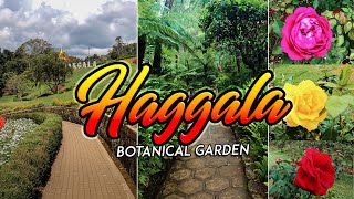 හක්ගල උද්භිත උයන  Hakgala Botanical Garden [upl. by Etteb]