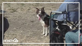 Border collies compete to be champions [upl. by Yahiya]