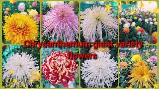 Chrysanthemum giant variety flower Guldaudi growing full updates in hindi ❤️ [upl. by Erminna]