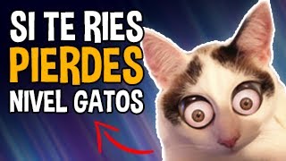 SI TE RÍES PIERDES Versión GATOS 😎 Nivel DIOS EXTREMO 777 IMPOSIBLE 🔥 [upl. by Kozloski]