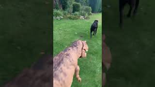 TRex vs Dog jurasicpark rexy jurasicworld [upl. by Rebmetpes618]