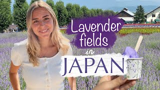 Hunting Lavender fields in Furano Japan [upl. by Vita]