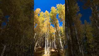 The aspens in Flagstaff are a mustsee right now 🤩 [upl. by Bello410]