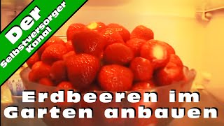 Erdbeeren im Garten anbauen und die Schwierigkeiten [upl. by Eceirtal]