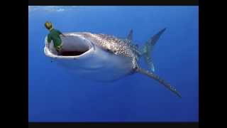 whale SHARK swallow a kid alive  shocking video [upl. by Hulton]