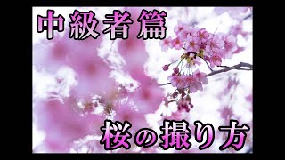 【2024】桜の撮り方中級者篇 [upl. by Yrad]