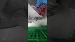 What Insight fish stomach1 fypシ゚viral cuttingskils fiscutting [upl. by Enyahc60]