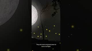 Fireflies fireflies wildlife bug reels discovery wildlifediscovery [upl. by Euqinna]