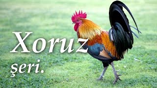 Xoruz şeiri 🐓 Abdulla Şaiq 🐔 Ay pipiyi qan xoruz [upl. by Laroy]