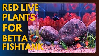 Betta Fish Tank Set Up  Red Live Plants  Aquarium for Beginner [upl. by Utta]