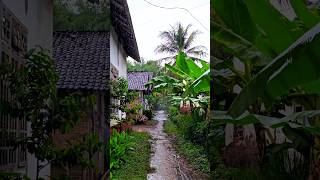 Light Rain in Rural  Scenic Nusantara rain heavyrain rainsounds rurallife shorts fyp [upl. by Arlyn]