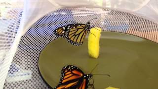 Feeding Monarchs Butterflies before release [upl. by Adda]