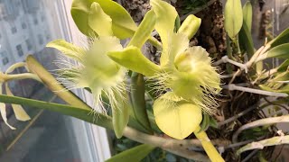 Rhyncholaelia digbyana double flowered spike Catasetinae buds orchids during Thanksgiving 2024 [upl. by Haggi]