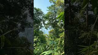 sounds of tropical birdssounds of tropical forestshortsvideo tropicalbirds tropicalforest [upl. by Ryon]