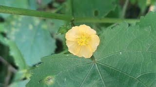 Sida cordifolia Flower Plant Nature Video Youtube YoutubeVideo YTStudio YTVideo Buds Flora [upl. by Korman]