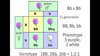 punnett square [upl. by Anitsyrk785]