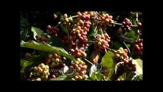 Coffee plantation in Karnataka India [upl. by Elnukeda163]