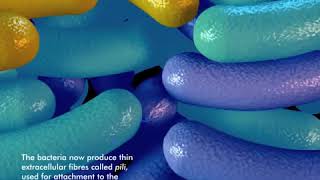 How bacteria form a biofilm [upl. by Aneehc]