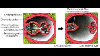 Formation of the Primary yolk sac  Excoelomic cavity [upl. by Ddet]