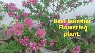 Bougainvillea plant care and growing tips in Hindi Torch Glow Bougainvillea [upl. by Agnes889]