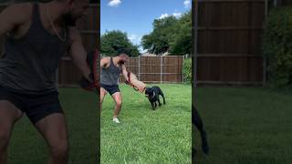 Cane Corso Bite work canecorsolovers dogtrainingtips howto [upl. by Ayouqes]