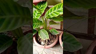 Goeppertia Zebrina Plant 🪴🥰 shorts zebrina plant trending ytshots song garden short yt [upl. by Jewell]