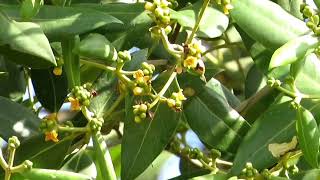 Grey mangrove flowers Avicennia marina  white mangrove apiapi [upl. by Devol829]