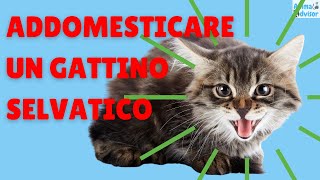 Come Addomesticare Un Gattino Selvatico [upl. by Nelyk]