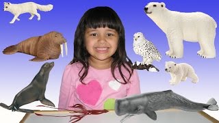 20 Arctic Animals Wildlife ZOO Animal Toys Learn Animals Educational for Kids [upl. by Cart103]