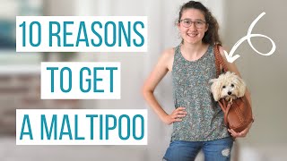 10 REASONS TO GET A MALTIPOO  Why the Maltipoo is the Perfect Dog [upl. by Kenelm]