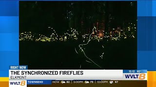 ‘Always wanted to do this’  Great Smoky Mountains synchronized firefly displays begin [upl. by Hailahk974]