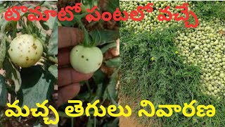 టమోటోలో బ్యాక్టీరియా మచ్చ తెగులు నివారణ  Prevention of bacterial spot rot in tomato tomotofarming [upl. by Enamrahc]