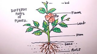 How TO Draw a plantdraw parts of plantplant drawing [upl. by Penrod890]