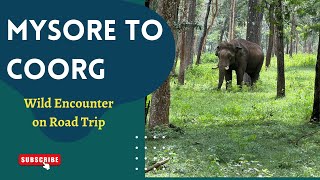 Mysore to Coorg Road Trip  Wildlife Encounter  Coorg Resorts Jungle Resort Glass Cottage [upl. by Fabriane203]