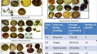 Using Mycorrhizal Fungi to Improve Soil Health and Increase Yield in Organic Vegetable Farms [upl. by Bogosian]