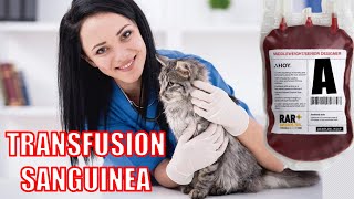 TRANSFUSION sanguinea en PERROS y GATOS [upl. by Dralliw]