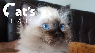 Birman kittens development from 0 to 86 days [upl. by Charpentier468]