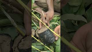 Thailand latest guava Verity grafting processing reels fruitplants gardening homegarden [upl. by Delos]