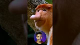 The Real Reason Behind These Monkeys Long Nose [upl. by Zephaniah197]