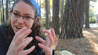 How to ID oyster mushrooms Pleurotus ostreatus [upl. by Heather767]