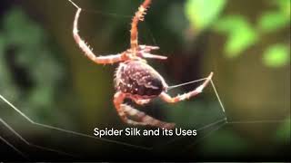 Web Weaving Wonder  Fun Facts [upl. by Belter]