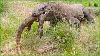 30 Terrifying Animal Fight Moments Komodo Dragon Attacks and Cannibalism  Animal Fight [upl. by Gollin]