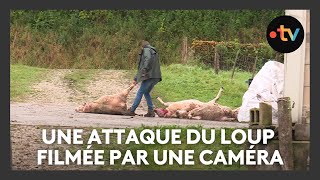 Une nouvelle attaque du loup en Meuse  la caméra filme la scène [upl. by Haleigh920]