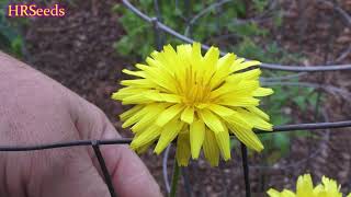 ⟹ Scorzonera  Scorzonera hispanica  Black salsify Flowers 婆罗门参 [upl. by Akeihsat]